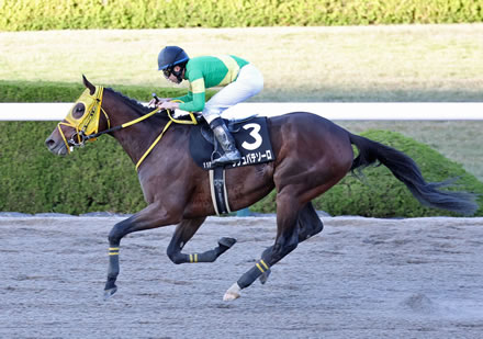 【東京大賞典】ウシュバテソーロ、初ブリンカー