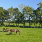 お前らが零細牧場主なら大奮発予算150万でなんの種牡馬付ける?