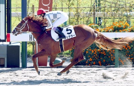 【2歳1勝クラス】新馬大圧勝 単勝1.6倍フェデラーwww