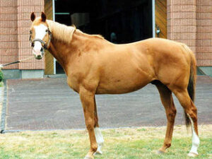 成功した種牡馬だけど強いと思えない馬と言えば？