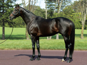 キタサンブラックのような突然変異の馬がポンポンとG1馬を産み出すのはどうしてなのか?