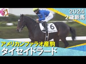 タイセイドラードが馬なりで大差のデビュー勝ち！西村淳也騎手「１歩目が速かった」　2024年12月22日(日)２歳新馬　京都ダート1800m　実況：石田一洋【カンテレ公式】