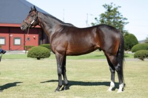 ついにフィエールマン産駒勝ち上がり8頭　エポカドーロ勝ち上がり0頭