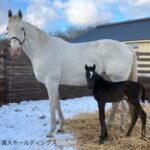【競馬】ソダシの初仔が誕生 父イクイノックス