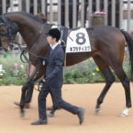 【競馬予想】[1]第59回共同通信杯(GⅢ) /2025