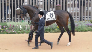 【競馬予想】[1]第59回共同通信杯(GⅢ) /2025