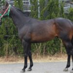 ヴェルトライゼンデのサラオク終了 結果は・・・