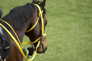 【定期】イタリア競馬、さらに終焉に近づく