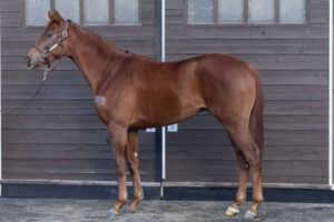 矢作厩舎“奇策”ホウオウアートマン(牡3)が1勝クラス白梅賞でデビュー