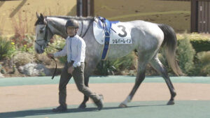 【競馬予想】第39回ファルコンステークス(GⅢ) /2025