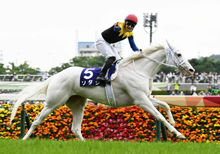 好きな芦毛、白毛、栗毛の競走馬