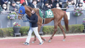 河内厩舎ウォーターリヒト・ガーベラ兄妹、揃って石橋厩舎に転厩