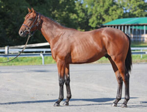福永厩舎のいっくんのためにいる2歳馬が凄すぎる