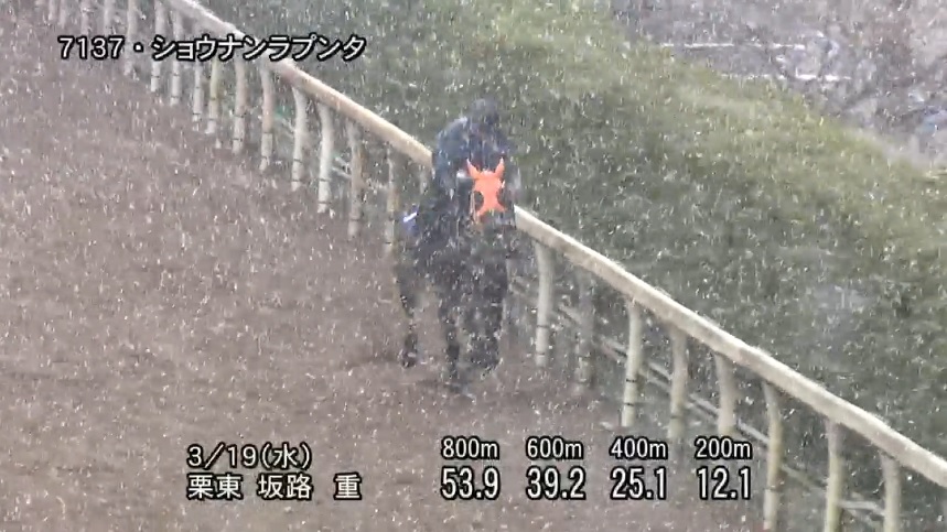 【阪神大賞典2025】追い切り/動きからレースを紐解く