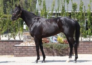 【皐月賞】鈴木康弘元調教師「クロワデュノール規格外のイクイノックス級の馬体」