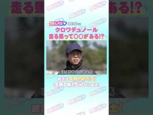 皐月賞GⅠ　トレセン直撃取材！②　＃競馬　#皐月賞　#クロワデュノール　#北村友一