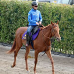 【皐月賞】アロヒアリイの馬主「オルフェーヴルの血が入っている馬で凱旋門賞を勝ちたい」