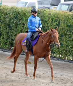 【皐月賞】アロヒアリイの馬主「オルフェーヴルの血が入っている馬で凱旋門賞を勝ちたい」