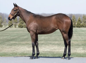 スワーヴリチャード(リーディング45位、種付け料1500万)←これ