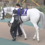 ガイアフォース 新コンビの川田将雅で香港チャンピオンズマイル挑む