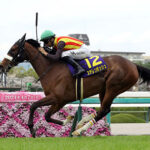 ステレンボッシュが香港チャンピオンズ&チャターC登録!JRA馬としては初参戦