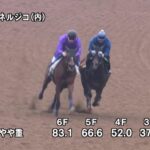 【青葉賞2025】追い切り/調教を見てわかる事