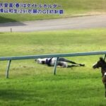 これ死ぬんじゃね?って思ったけど無事だった馬
