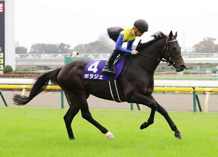 かしわ記念競走中止のポタジェ、右前肢ハ行の診断