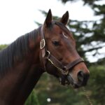 ドレフォンという成功輸入種牡馬