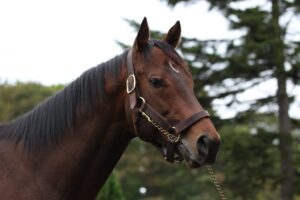 ドレフォンという成功輸入種牡馬