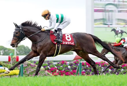 【京都新聞杯】5番人気ショウヘイが快勝でダービーへ!重賞初制覇