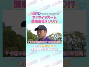 NHKマイルカップGⅠ　トレセン直撃取材！　＃競馬　#NHKマイルカップ　#アドマイヤズーム　#友道康夫