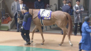 【NHKマイルC】マピュース4番人気 ←？？？