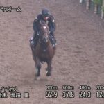 【NHKマイルカップ2025】追い切り/調教を見てわかる事