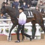 【競馬予想】第47回新潟大賞典(GⅢ) /2025