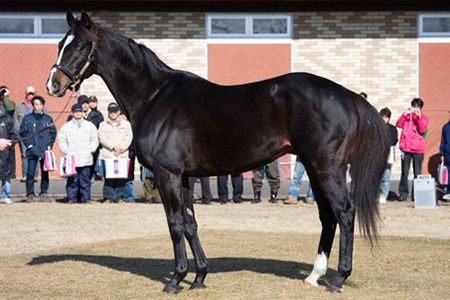 サンデーサイレンス直系種牡馬 ついにブラックタイドのみになる
