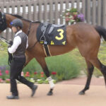 【競馬予想】第8回葵ステークス(GⅢ) /2025