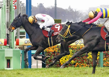 ピコチャンブラック、ダービー回避