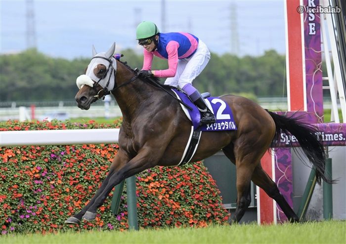 メイショウタバルは秋はどのG1勝てそう?
