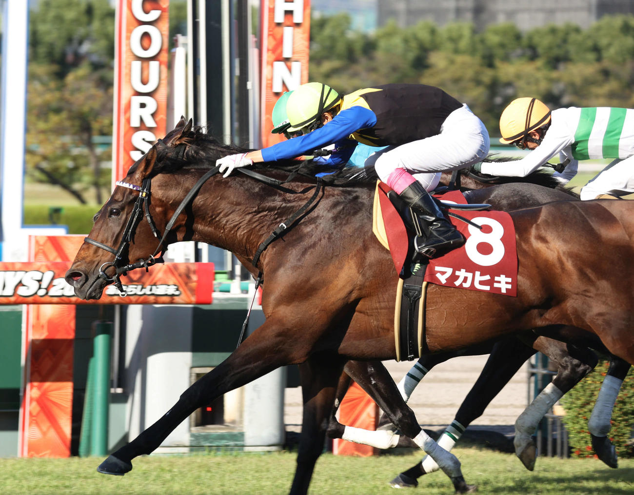 完全に衰えてるのに走り続けた馬といえば