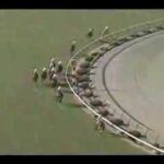 【競馬】阪神大賞典といえばナリタトップロードだよな