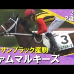 キタサンブラック産駒ファムマルキーズが人気に応えて新馬勝ち!大久保龍志 調教師「まだ成長の余地がある馬です」 2025年 6月8日(日)2歳新馬 阪神芝1400m 実況:川島壮雄【カンテレ公式】