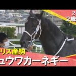 世代の一番星!チュウワカーネギー 北村友一騎手「期待通りの走りでした」 2025年 6月7日(土)2歳新馬 阪神芝1600m 実況:服部優陽【カンテレ公式】