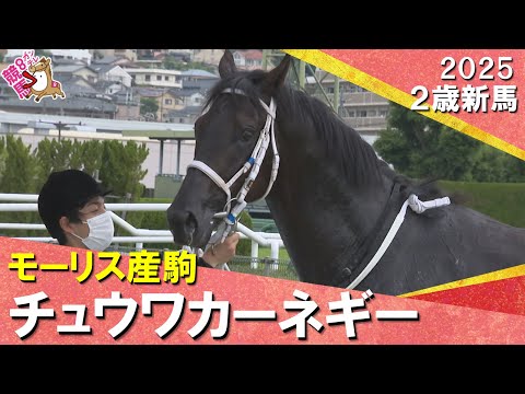 世代の一番星!チュウワカーネギー 北村友一騎手「期待通りの走りでした」 2025年 6月7日(土)2歳新馬 阪神芝1600m 実況:服部優陽【カンテレ公式】