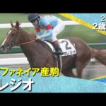 良血サレジオが断然人気に応えデビュー勝ち!ルメール「最後はいい脚を使ってくれた」 2025年 6月15日(日)2歳新馬 阪神芝1800m 実況:服部優陽【カンテレ公式】