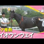 母が重賞勝ち馬のマイオウンウェイが完勝!松山騎手「強い競馬だった」 2025年 6月14日(土)2歳新馬 阪神芝1200m 実況:岡安譲【カンテレ公式】