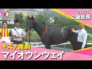 母が重賞勝ち馬のマイオウンウェイが完勝！松山騎手「強い競馬だった」　2025年 6月14日(土)２歳新馬　阪神芝1200ｍ　実況：岡安譲【カンテレ公式】