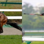 【競馬】【歴代】ディープインパクトvsオルフェーヴル【最強馬】