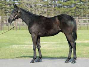 【2歳新馬】クロワデュノール全弟チャリングクロス弱過ぎワロタw w w w w