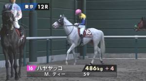 ハヤヤッコ引退へ